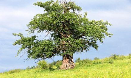 Strom roku 2017 v Brně
