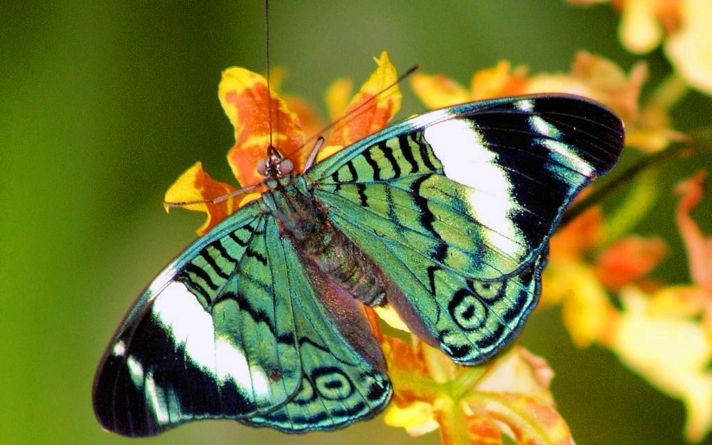 Tropičtí motýli ve Fata Morganě