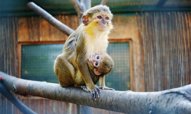 Zoopark Zájezd s králíkem Bobem