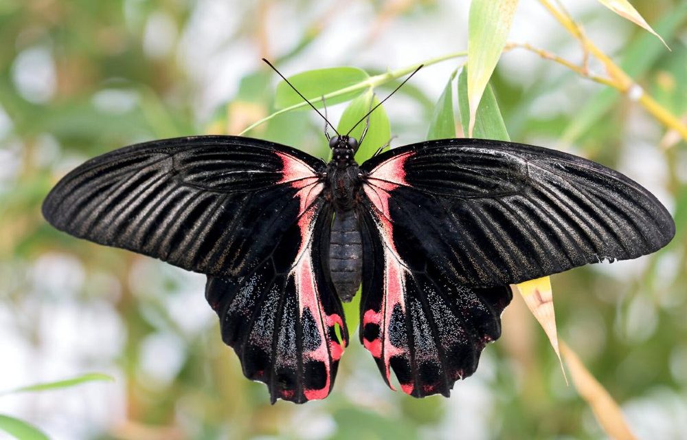 Kouzlo živých motýlů v Arboretu Nový Dvůr