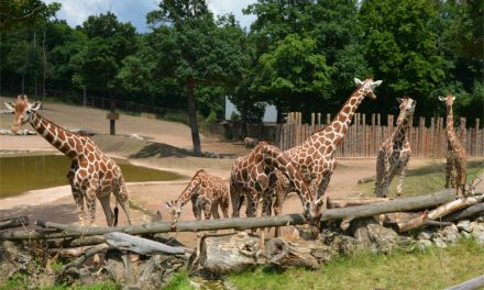 Mezinárodní den žiraf v zoo Dvůr Králové