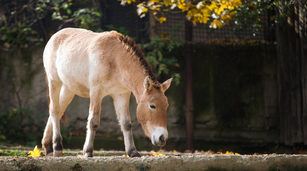 Víkend v Zoo Praha náleží koním Převalskéhu