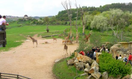 Hudební procházky v Zoo Praha