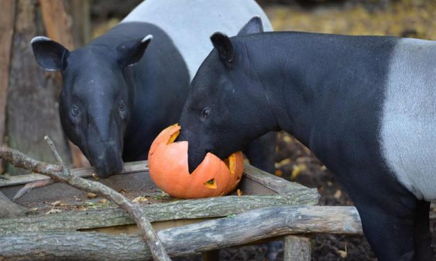 Halloween v Zoo Zlín