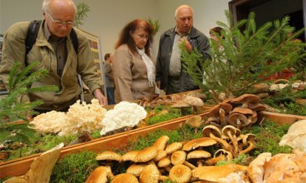 Výstava hub v Jihočeském muzeu v Českých Budějovicích