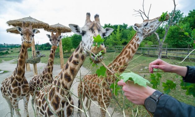 Zimní komentovaná krmení v zoo Praha