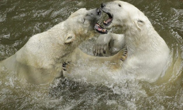 Týden ledních medvědů v Zoo Brno