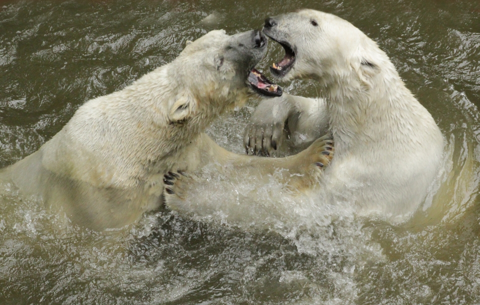 Týden ledních medvědů v Zoo Brno
