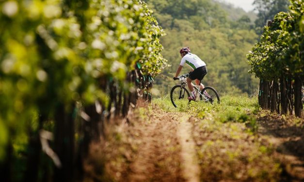 Krajem vína – Tour de burčák po vinařských stezkách Znojemska