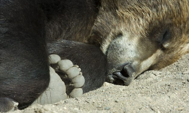 Noc v Zoo Děčín