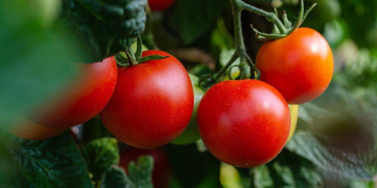 Slavnosti rajčat v Břeclavi – Rajská Břeclav