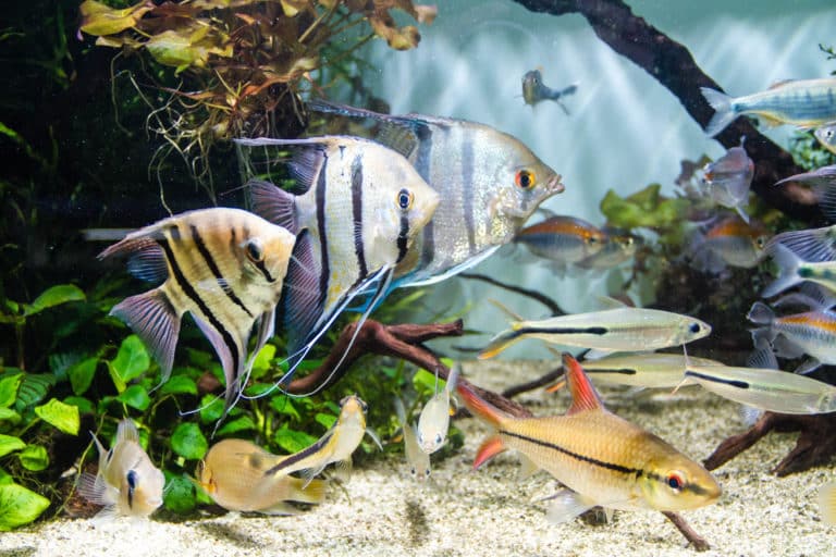 Ryby a rybičky – největší akvaristická burza v Praze