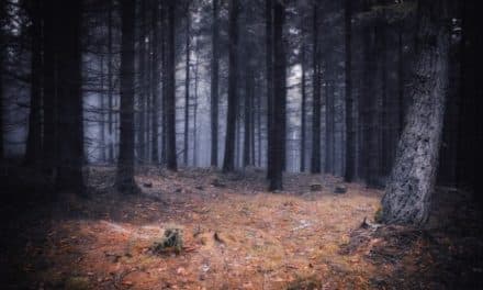 Tajemný les Bor u Českých Budějovic – místo paranormálních jevů