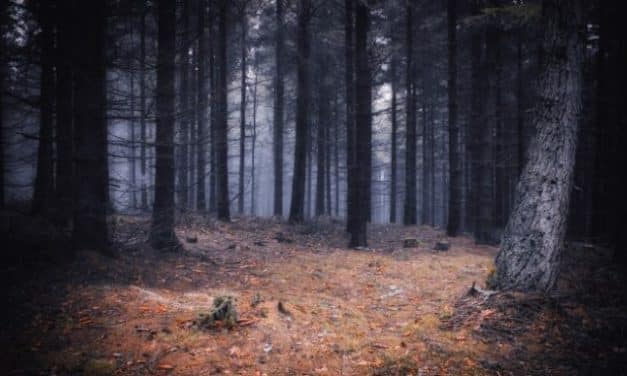 Tajemný les Bor u Českých Budějovic – místo paranormálních jevů