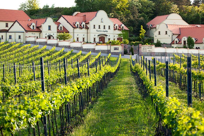 Tříkrálový košt mladých vín s posezením u cimbálu ve Vinařství U Kapličky