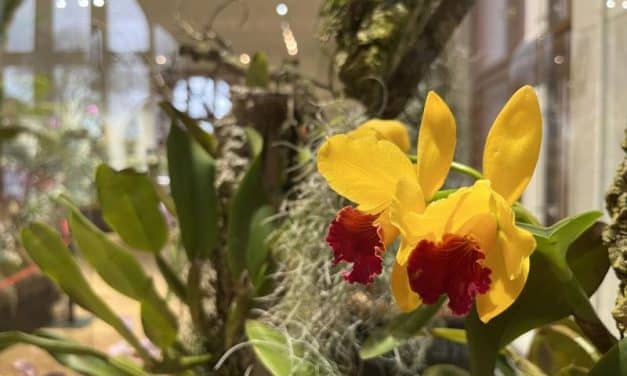 Výstava orchidejí, masožravek a dalších rostlin v Jihočeském muzeu