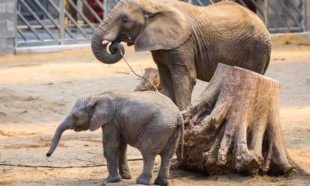 Prohlídky chovného zázemí pro slony v Zoo Zlín