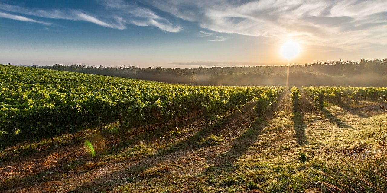 Putování vinicemi za víny VOC