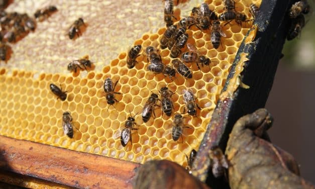 Medová večerní párty ve Včelím světě