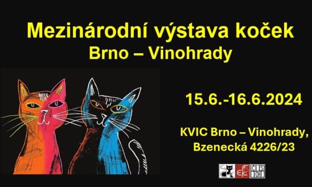 Mezinárodní výstava koček Brno
