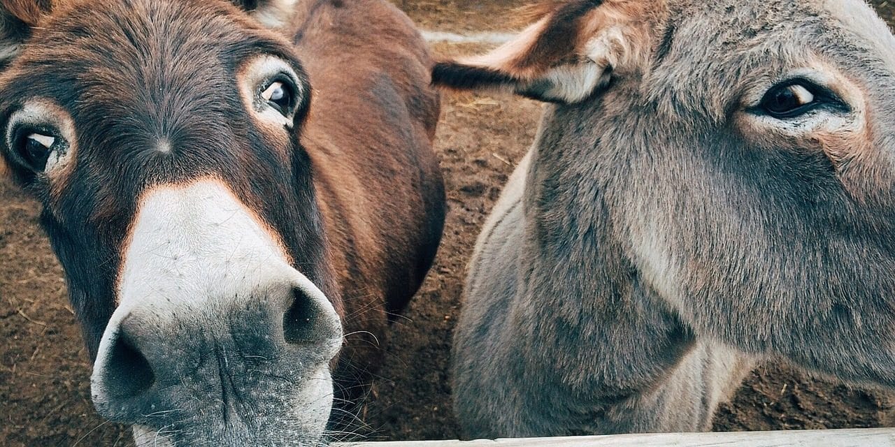 Večerní prohlídky v Zoo Děčín 2024