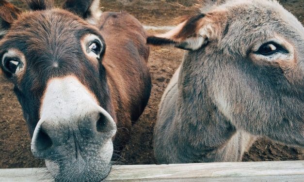 Večerní prohlídky v Zoo Děčín 2024