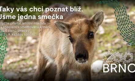 Vítání do smečky v ZOO Brno